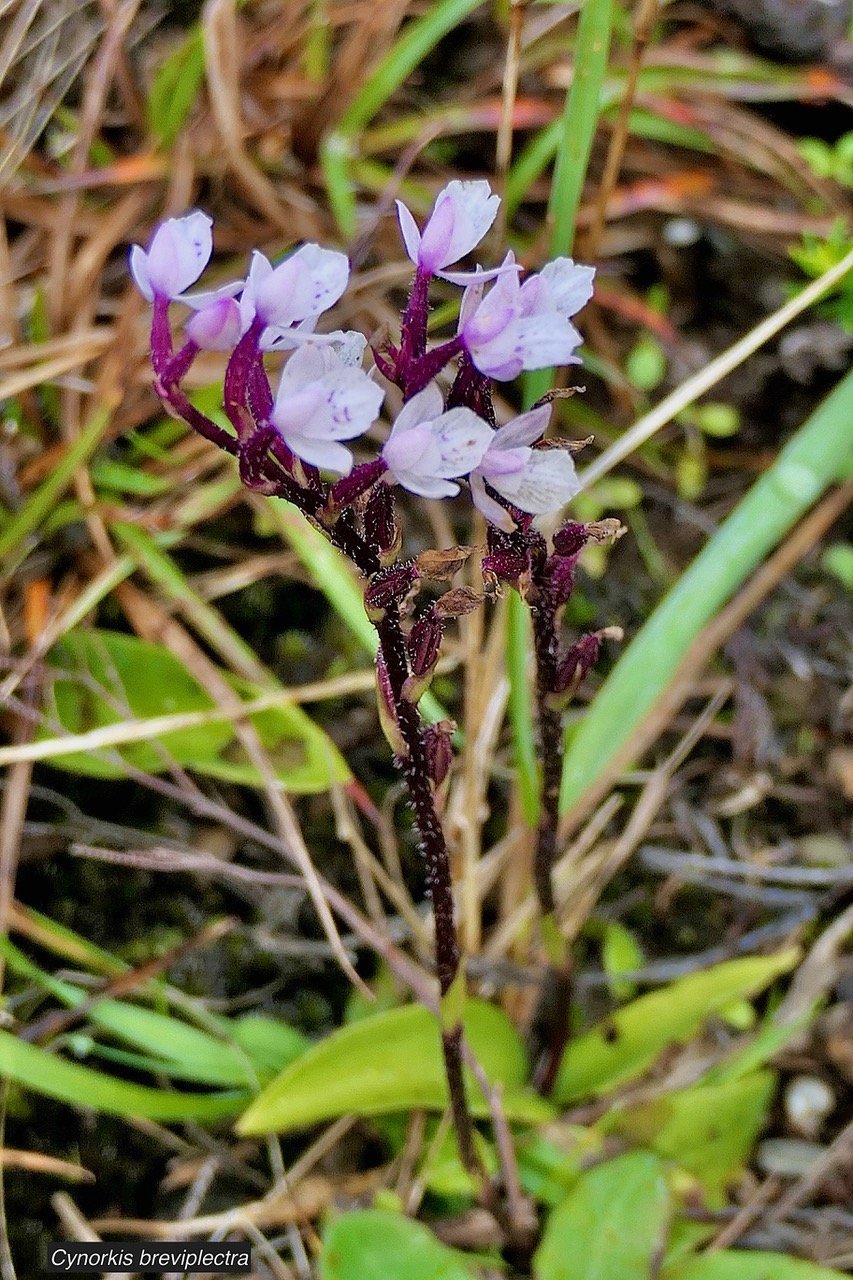 Cynorkis breviplectra ( variante rose ) orchidaceae.endémique Réunion. P1129419.jpeg
