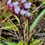 Cynorkis breviplectra ( variante rose ) orchidaceae.endémique Réunion. P1129419.jpeg