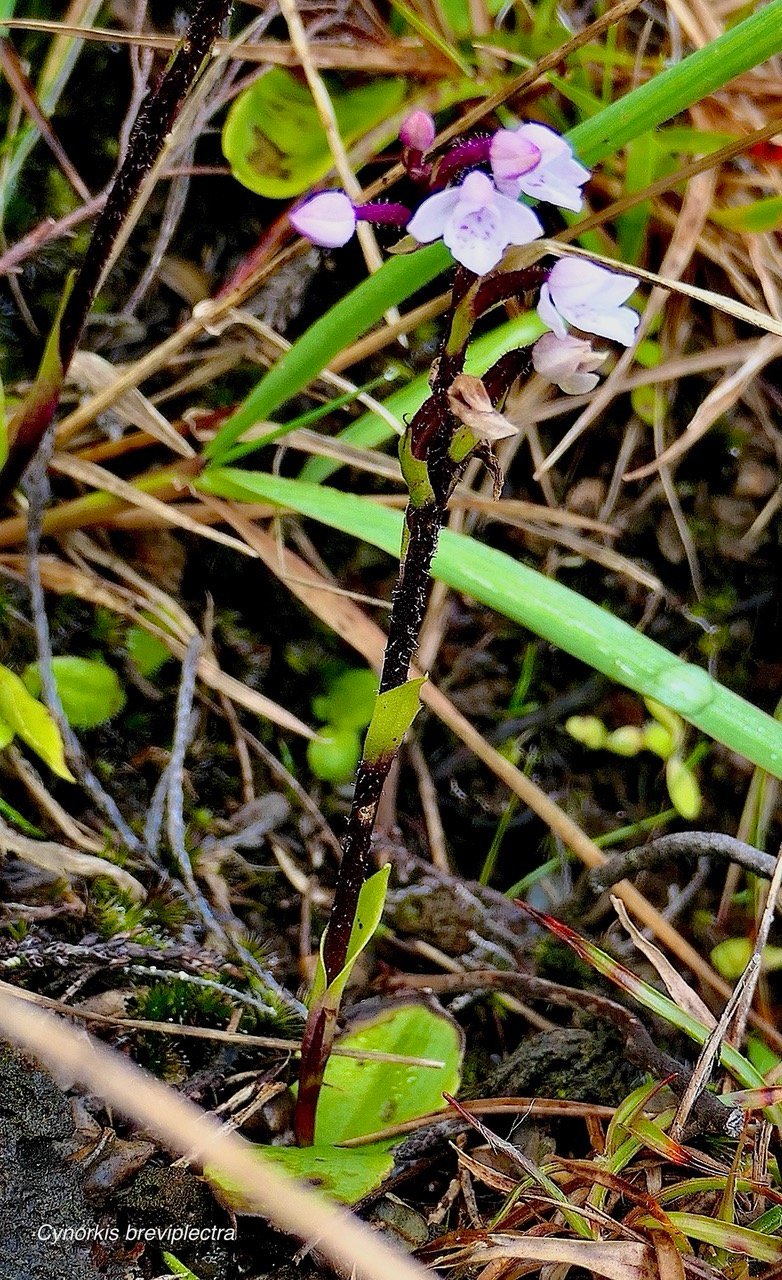 Cynorkis breviplectra ( variante rose ) orchidaceae.endémique Réunion. P1129431.jpeg
