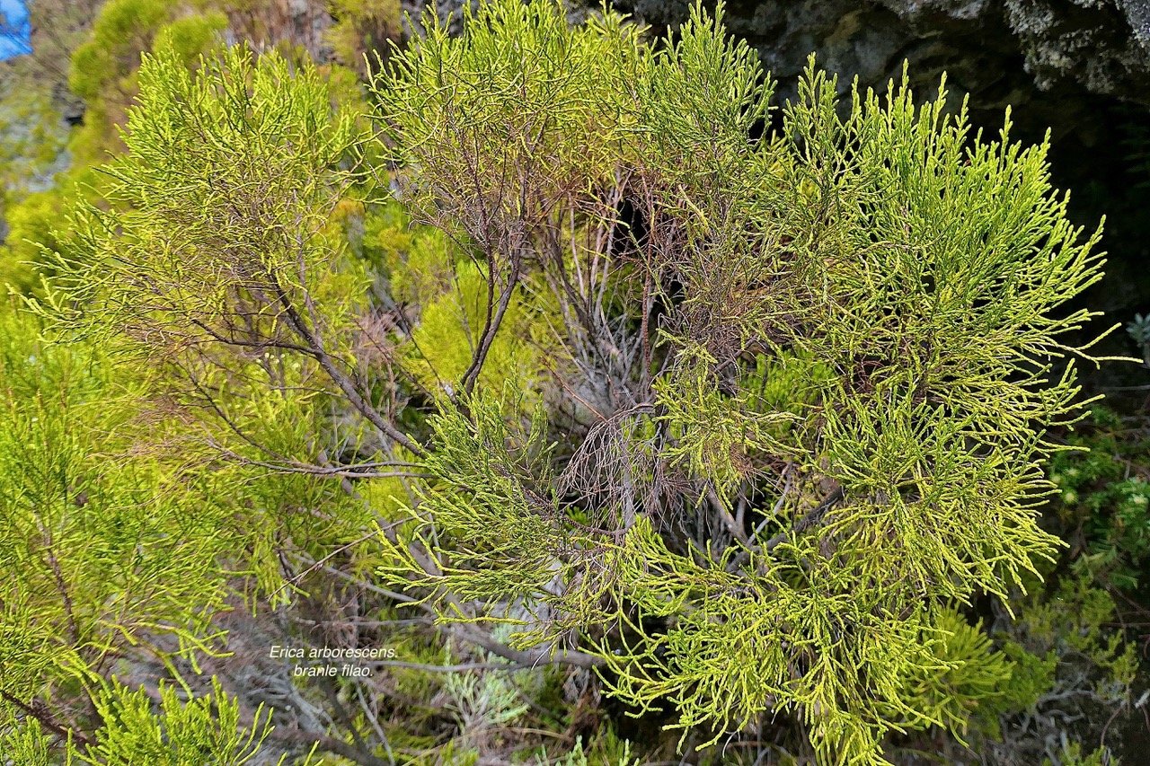 Erica arborescens.branle filao.ericaceae.endémique Réunion. .jpeg