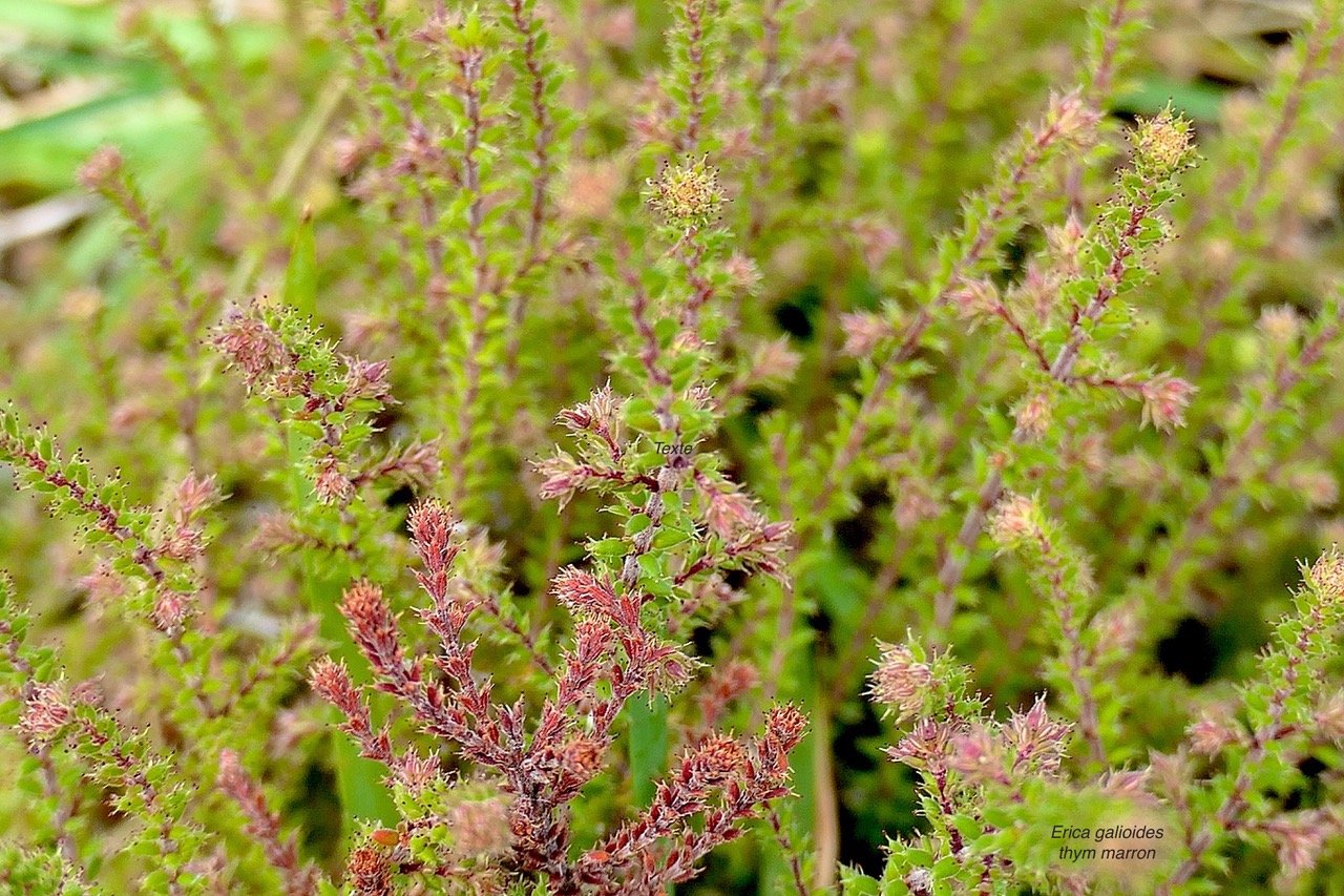 Erica galioides thym marron  ericaceae endémique Réunion .jpeg
