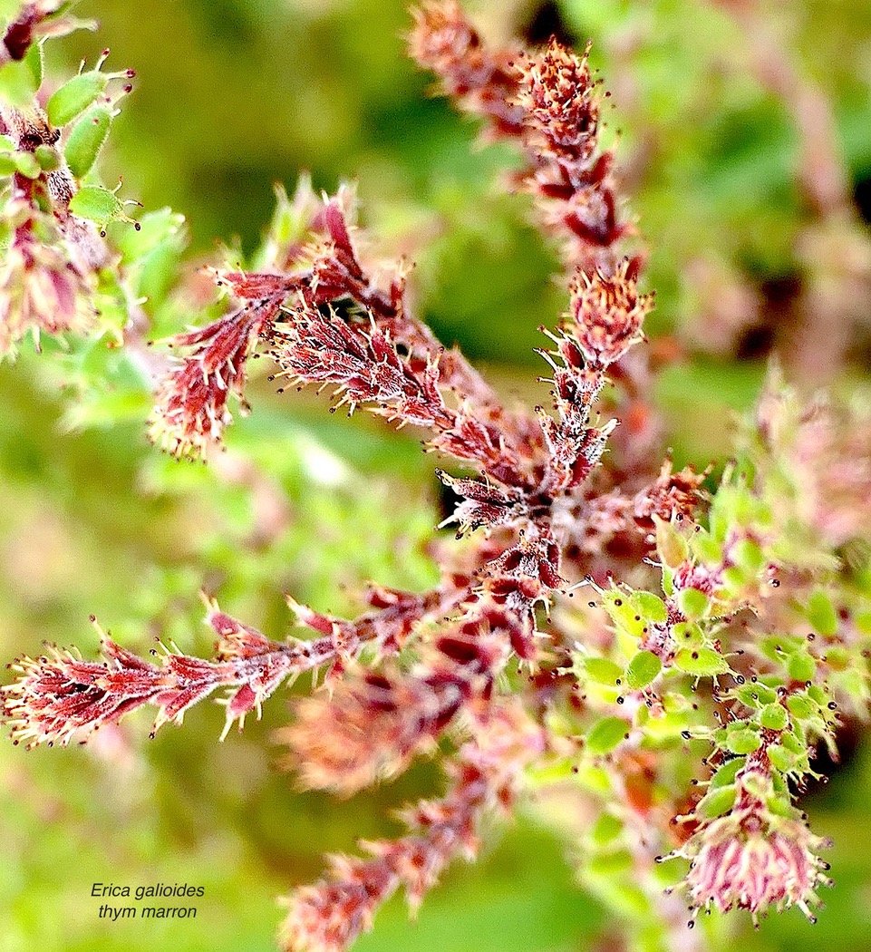Erica galioides thym marron  ericaceae endémique Réunion P1129543.jpeg