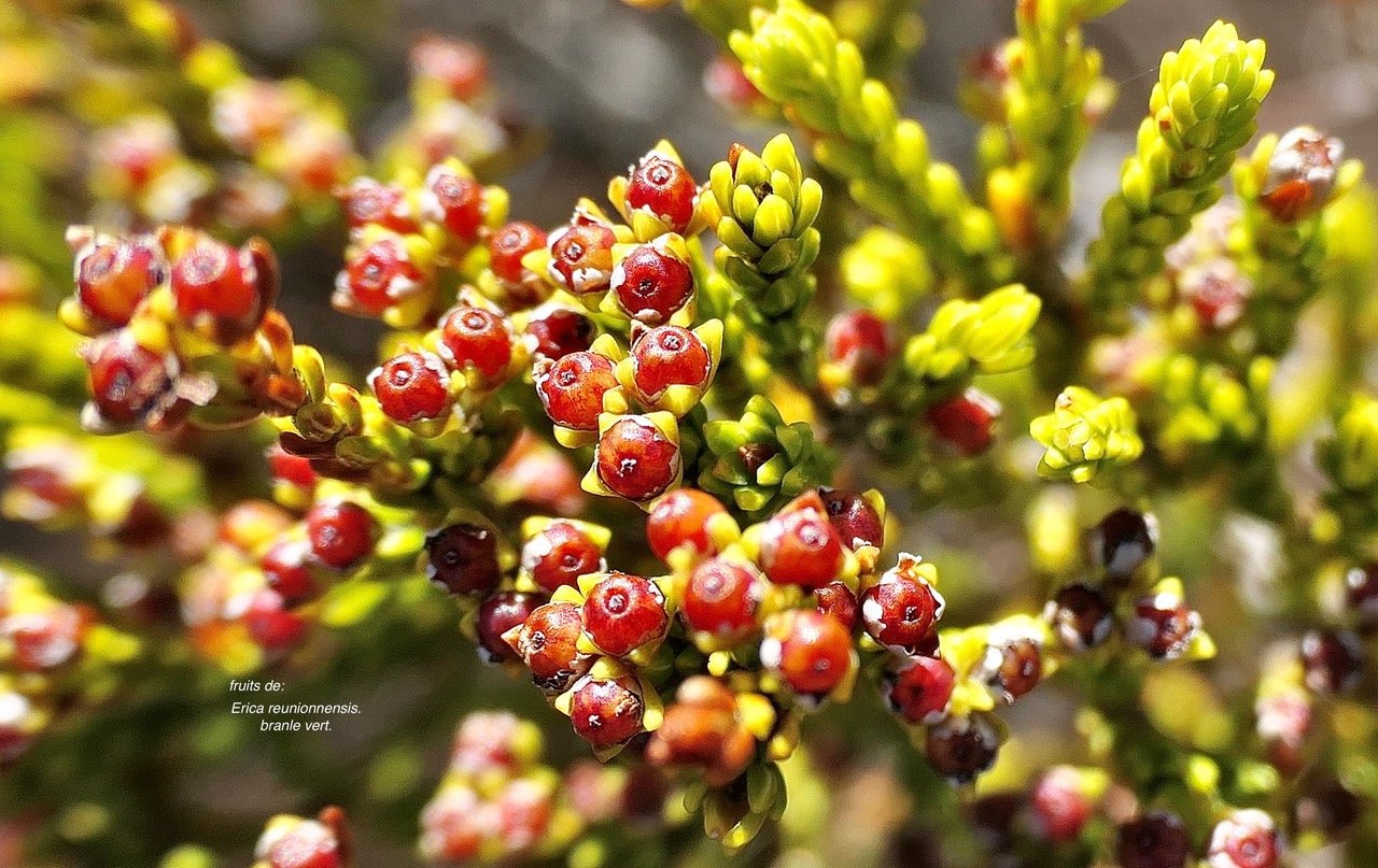 Erica reunionnensis.branle vert.( fruits ) ericaceae.endémique Réunion. P1119266.jpeg