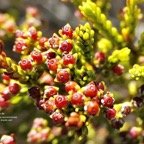 Erica reunionnensis.branle vert.( fruits ) ericaceae.endémique Réunion. P1119266.jpeg