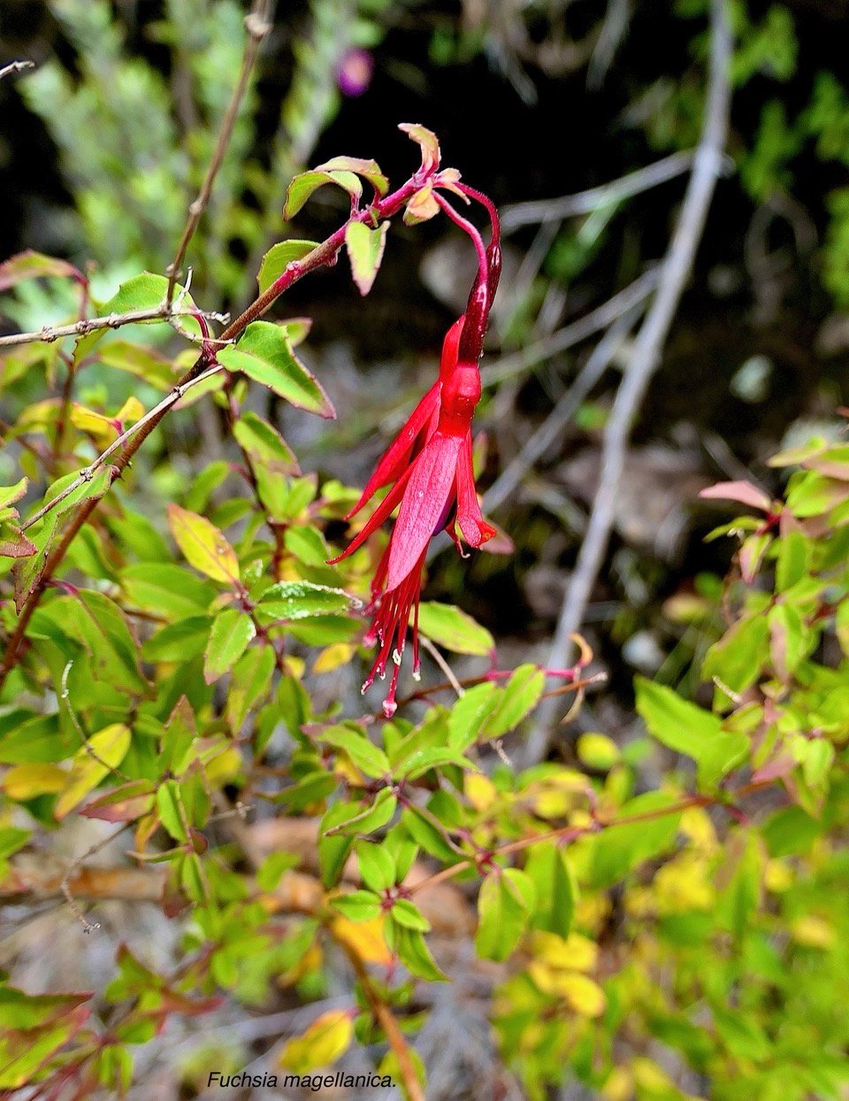 Fuchsia magellanica.Ti zanneau.onagraceae.amphinaturalisé. très envahissant.  P1129584.jpeg