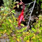 Fuchsia magellanica.Ti zanneau.onagraceae.amphinaturalisé. très envahissant.  P1129584.jpeg