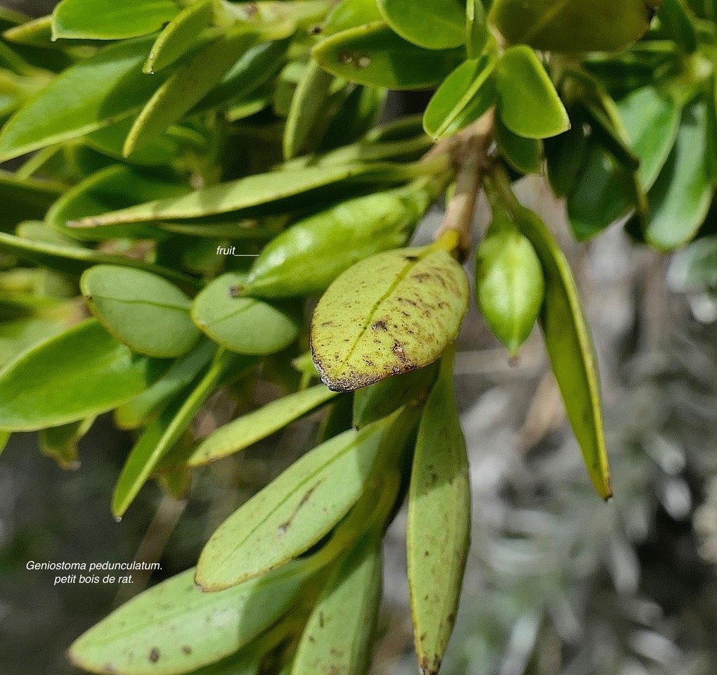 Geniostoma pedunculatum. petit bois de rat. ( avec fruits immatures ) loganiaceae.endémique Réunion Maurice. P1129498.jpeg