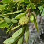Geniostoma pedunculatum. petit bois de rat. ( avec fruits immatures ) loganiaceae.endémique Réunion Maurice. P1129498.jpeg