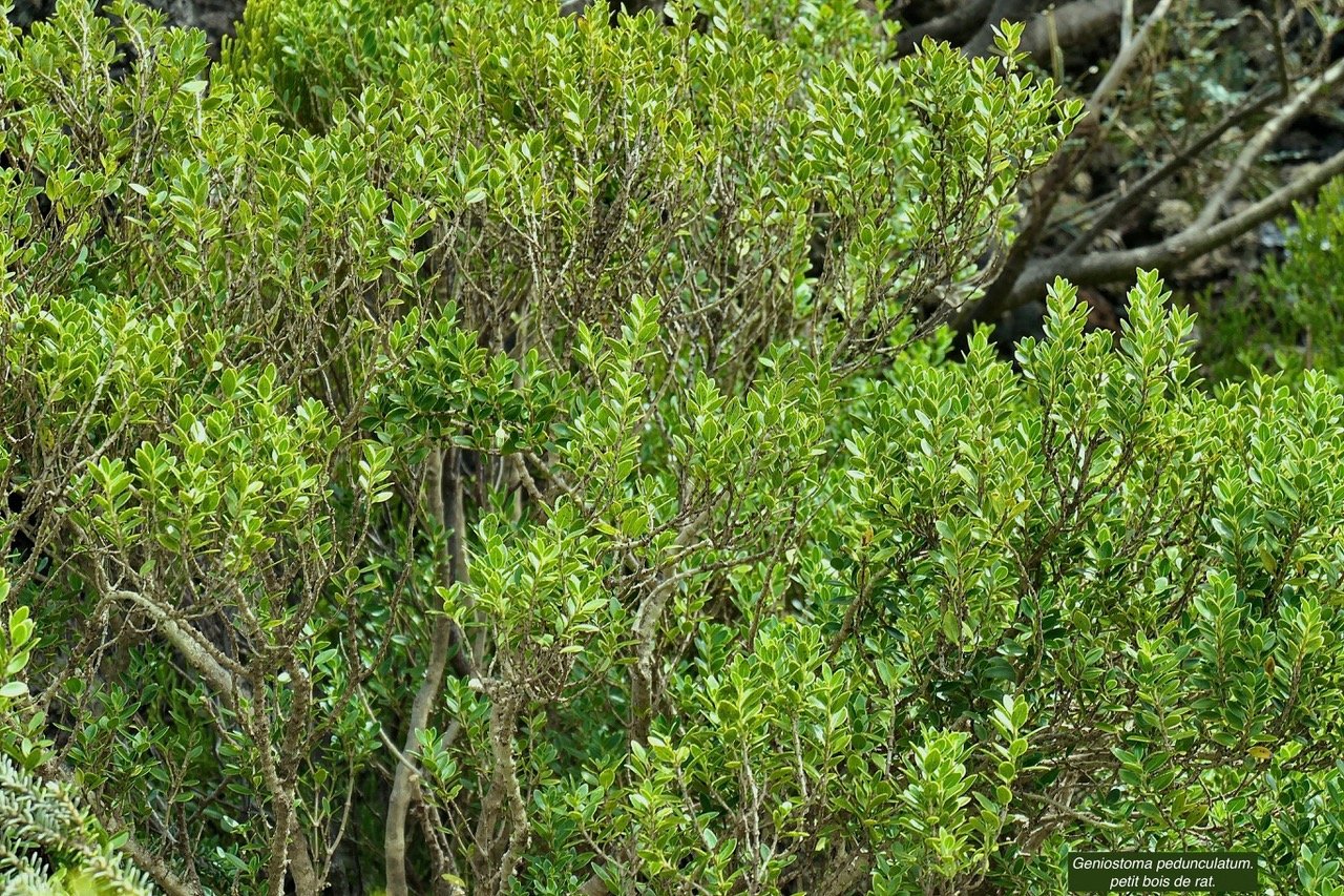 Geniostoma pedunculatum. petit bois de rat. loganiaceae.endémique Réunion Maurice. P1129493.jpeg