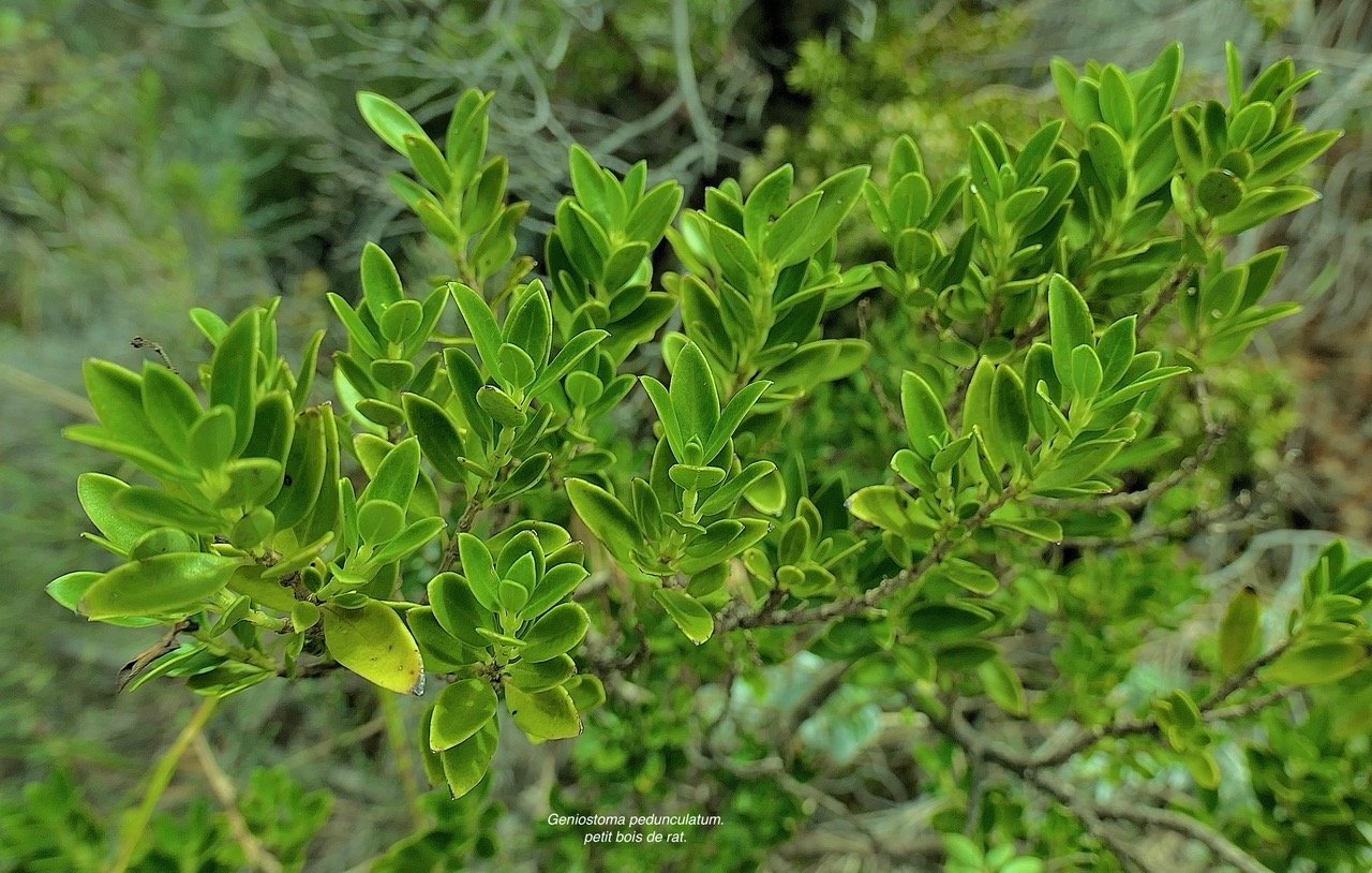 Geniostoma pedunculatum. petit bois de rat. loganiaceae.endémique Réunion Maurice. P1129505.jpeg