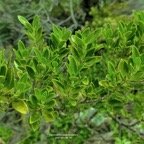 Geniostoma pedunculatum. petit bois de rat. loganiaceae.endémique Réunion Maurice. P1129505.jpeg