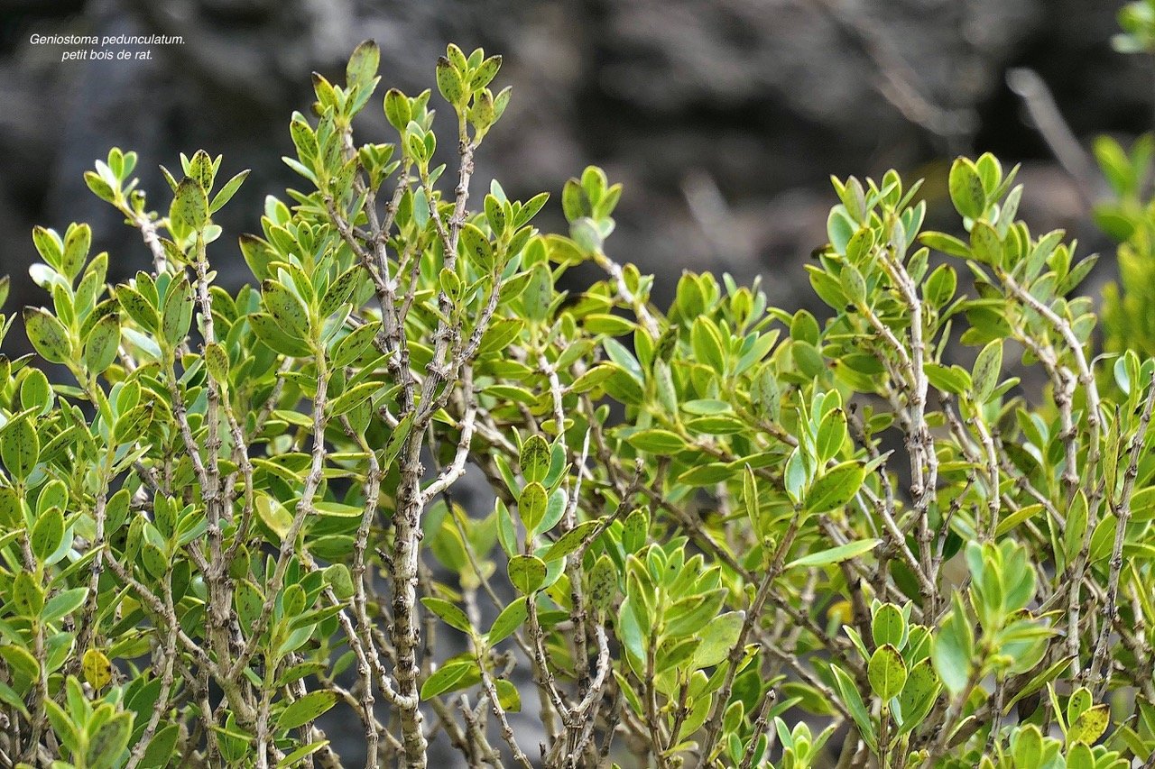 Geniostoma pedunculatum. petit bois de rat. loganiaceae.endémique Réunion Maurice. P1129507.jpeg