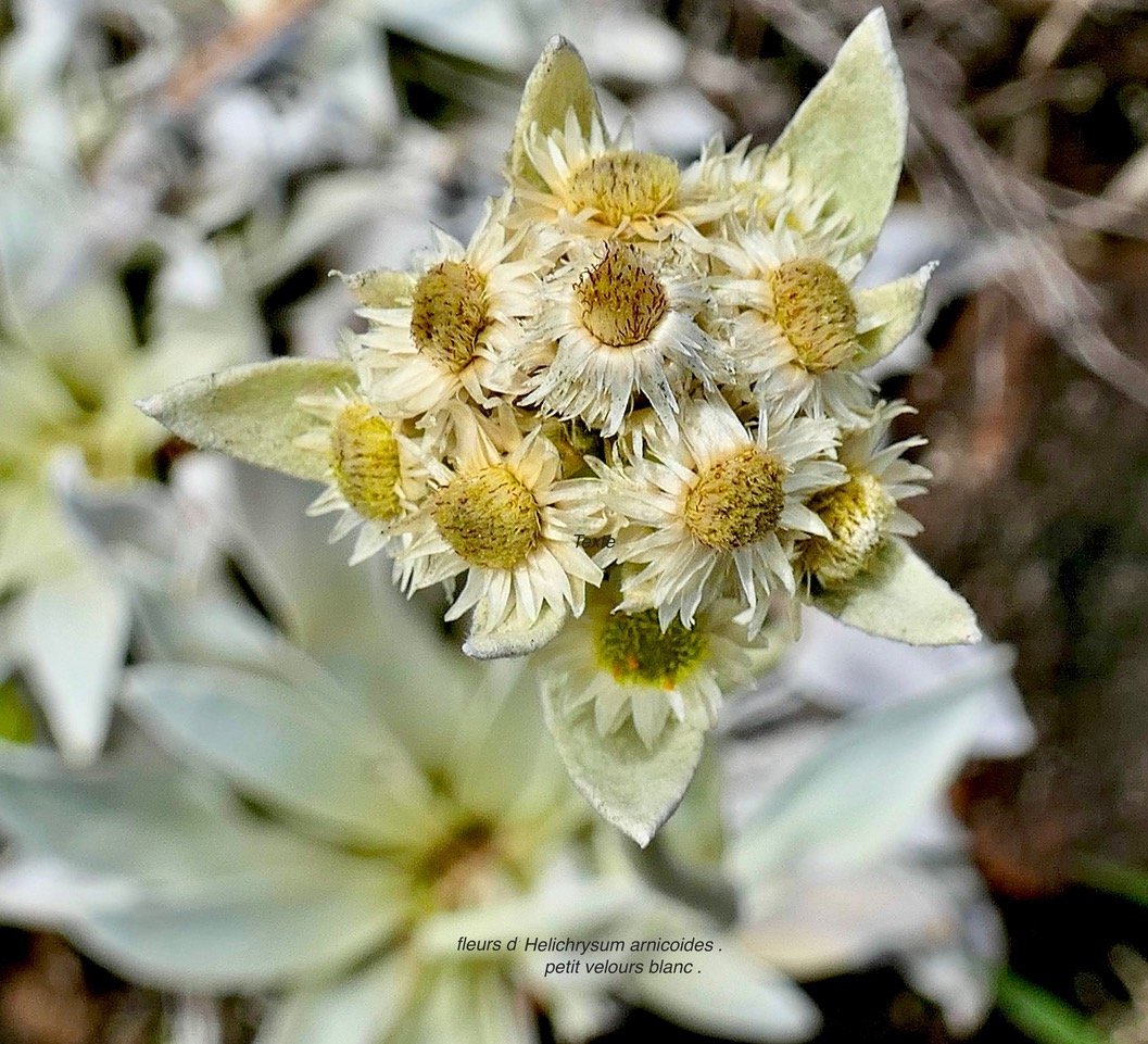Helichrysum arnicoides .petit velours blanc ( fleurs ) asteraceae.endémique Réunion.  P1129550.jpeg