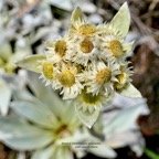 Helichrysum arnicoides .petit velours blanc ( fleurs ) asteraceae.endémique Réunion.  P1129550.jpeg