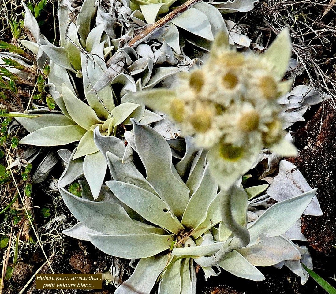 Helichrysum arnicoides .petit velours blanc .asteraceae.endémique Réunion.  P1129549.jpeg