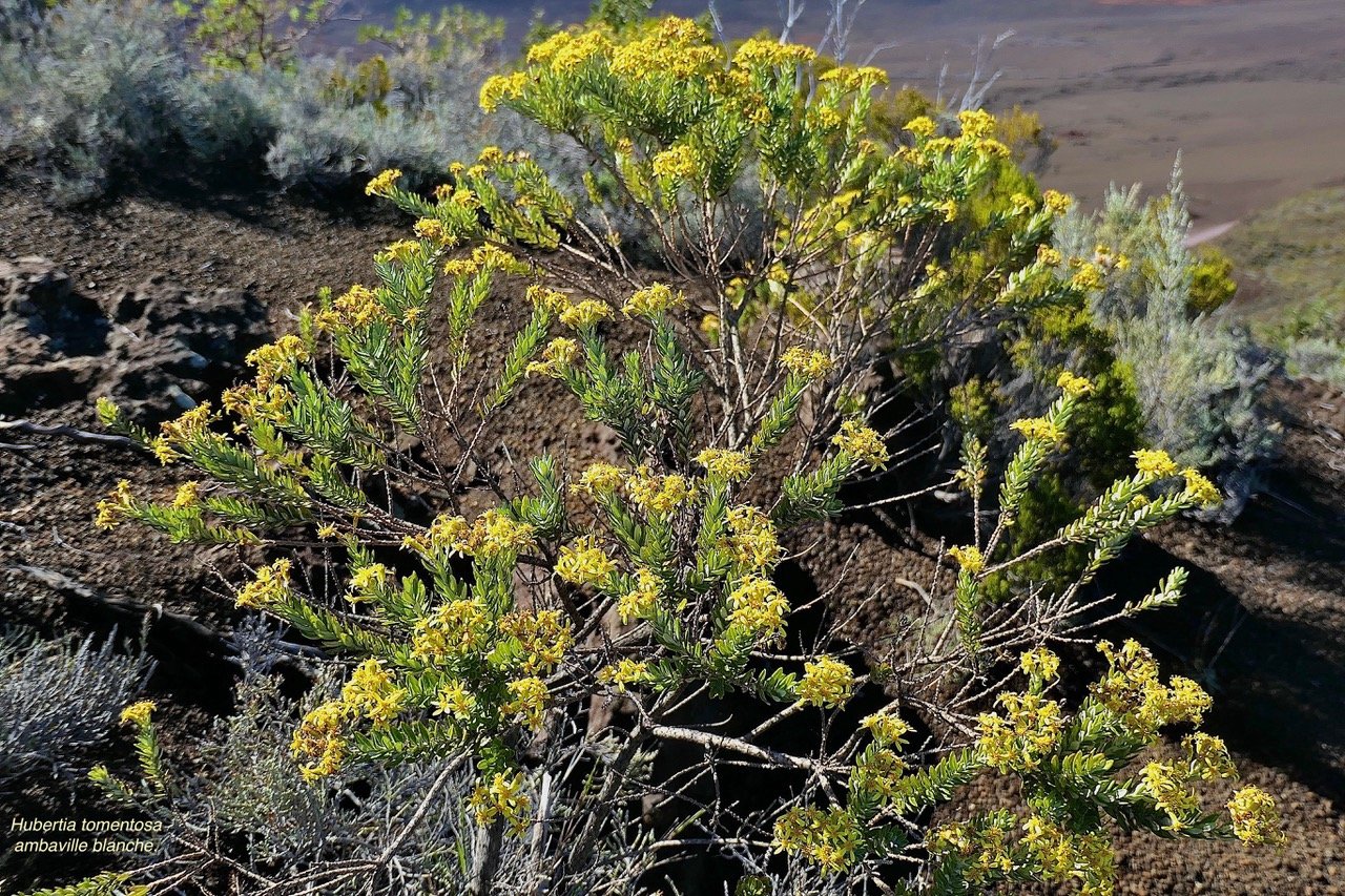 Hubertia tomentosa ambaville blanche.asteraceae.endémique Réunion. P1119279.jpeg