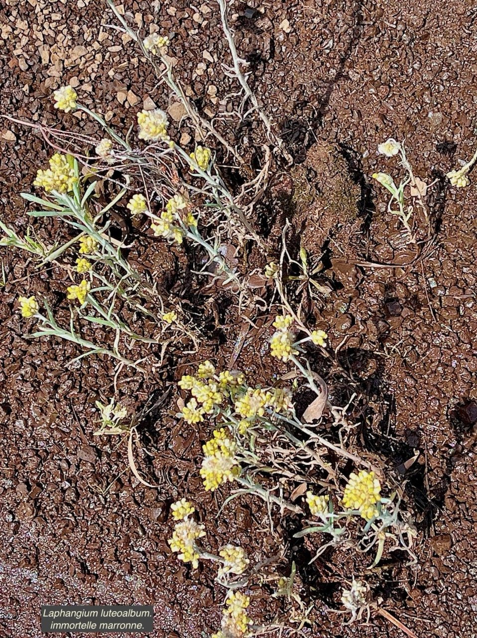 Laphangium luteoalbum.immortelle marronne.pseudognaphale blanc-jaunâtre.asteraceae.potentiellement envahissante. IMG_5642 4.jpeg