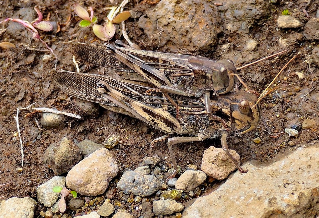 Locusta migratoria .criquet.P1129587.jpeg