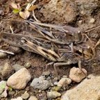 Locusta migratoria .criquet.P1129587.jpeg
