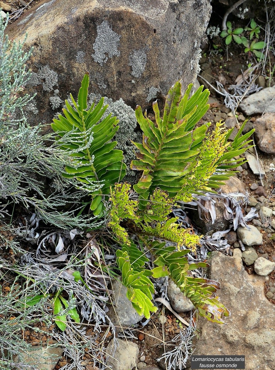 Lomariocycas tabularis ( Blechnum tabulare )fausse osmonde . blechnaceae.indigène Réunion. P1129581.jpeg