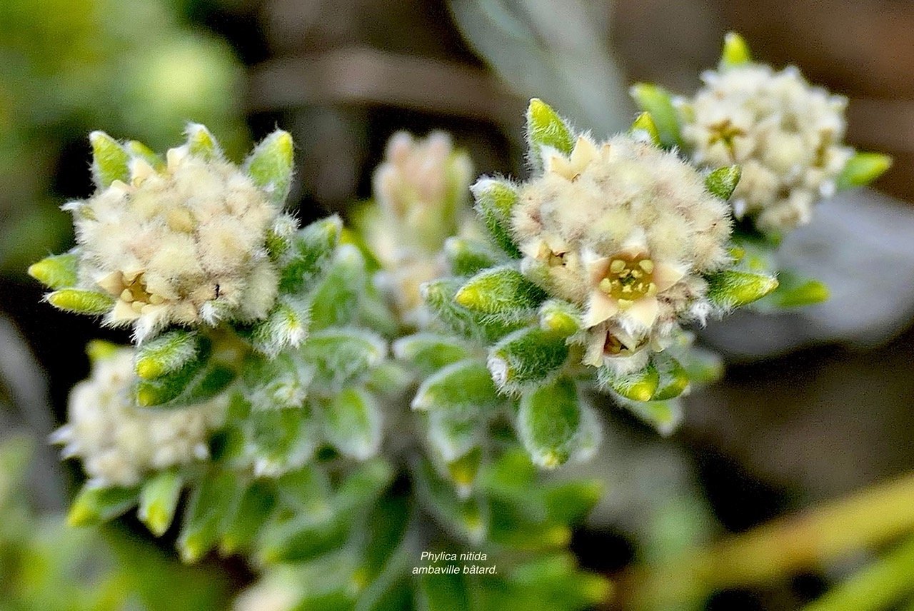 Phylica nitida  ambaville bâtard.( avec fleurs ) rhamnaceae.endémique Réunion Maurice  P1129521.jpeg