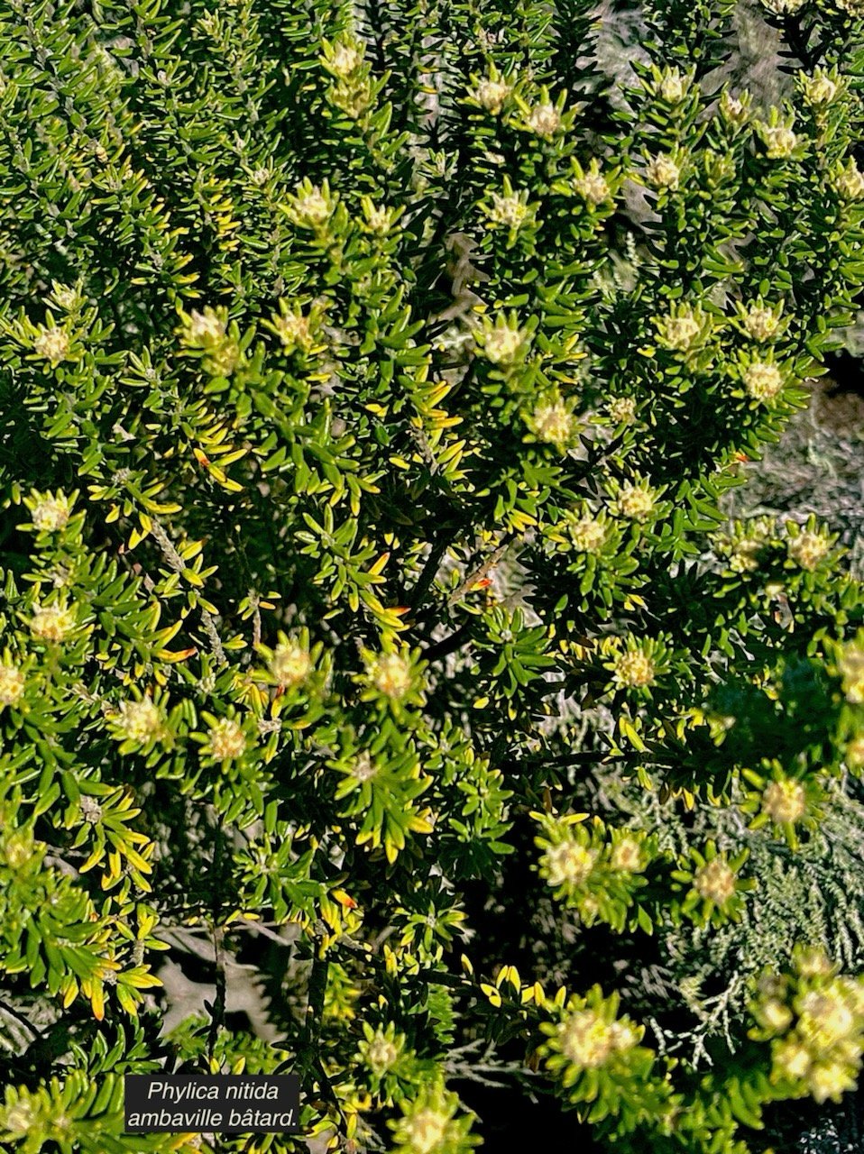 Phylica nitida  ambaville bâtard.rhamnaceae.endémique Réunion Maurice  .jpeg