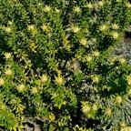 Phylica nitida  ambaville bâtard.rhamnaceae.endémique Réunion Maurice  .jpeg