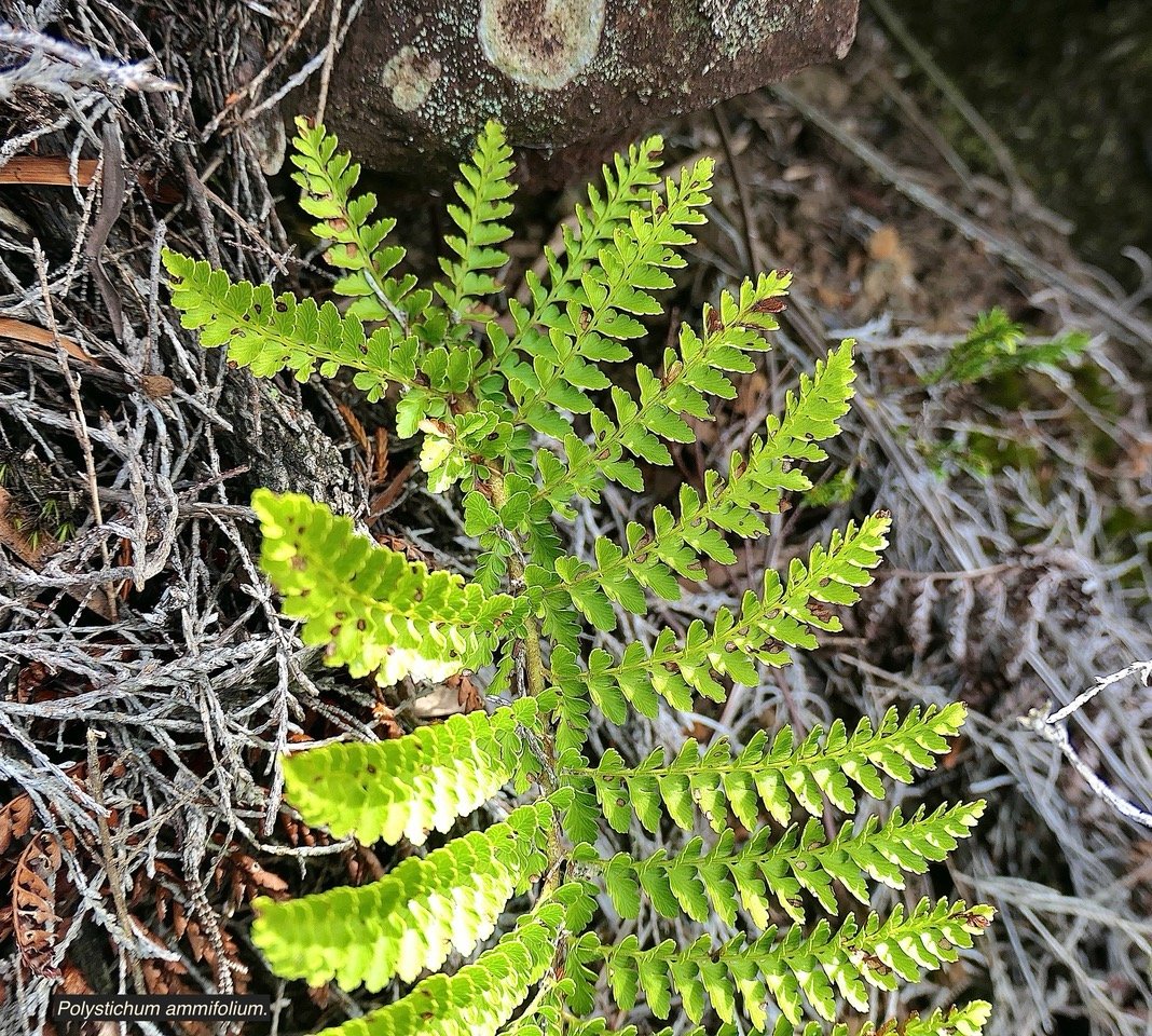 Polystichum ammifolium.( pennes défléchis à la base de la fronde ) dryopteridaceae.endémique Madagascar Mascareignes P1129592.jpeg