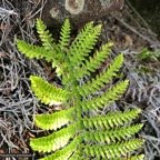 Polystichum ammifolium.( pennes défléchis à la base de la fronde ) dryopteridaceae.endémique Madagascar Mascareignes P1129592.jpeg