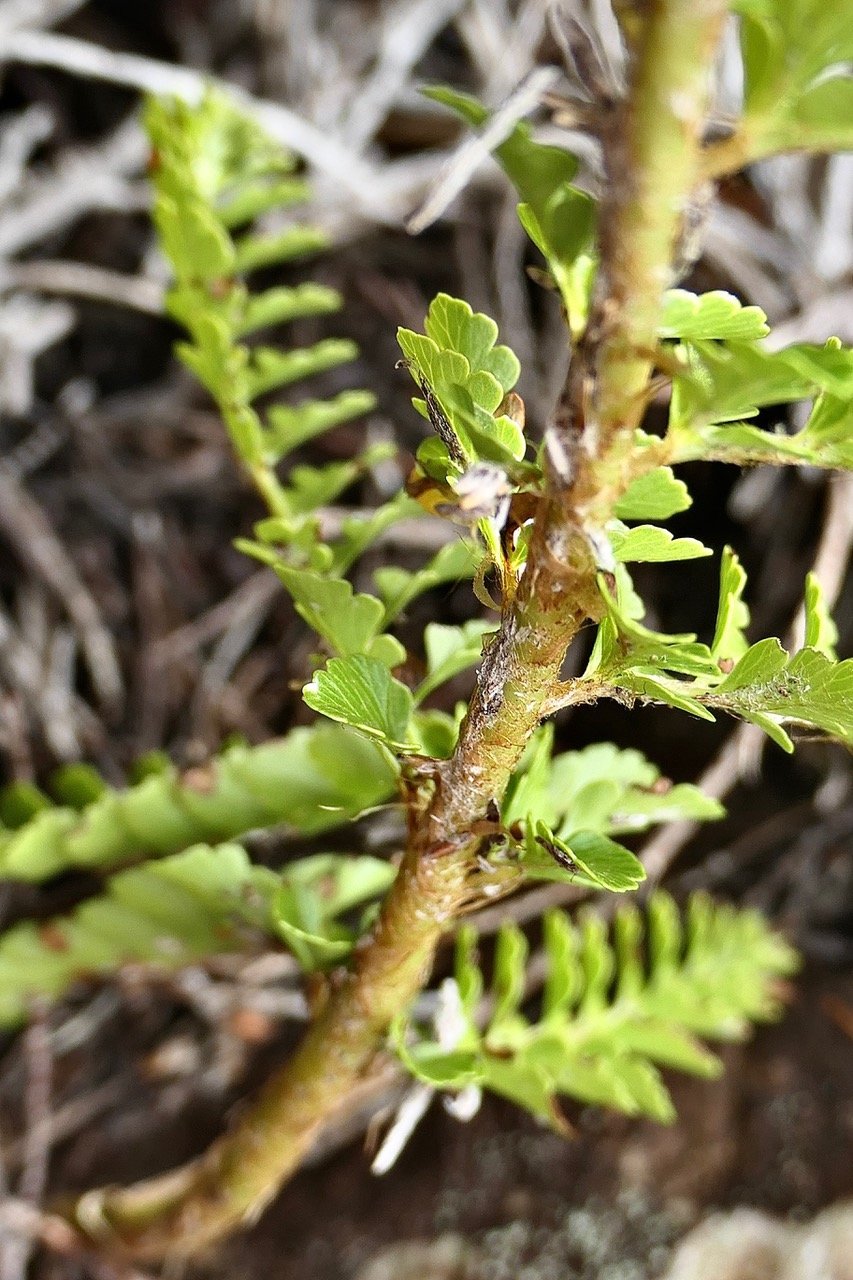 Polystichum ammifolium.( pétiole et rachis écailleux ) dryopteridaceae.endémique Madagascar Mascareignes P1129598.jpeg