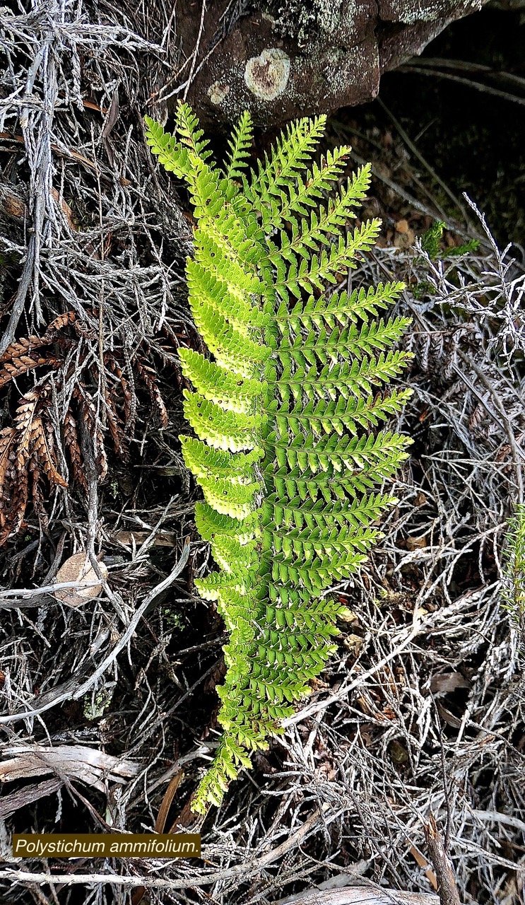 Polystichum ammifolium.dryopteridaceae.endémique Madagascar Mascareignes P1129591.jpeg