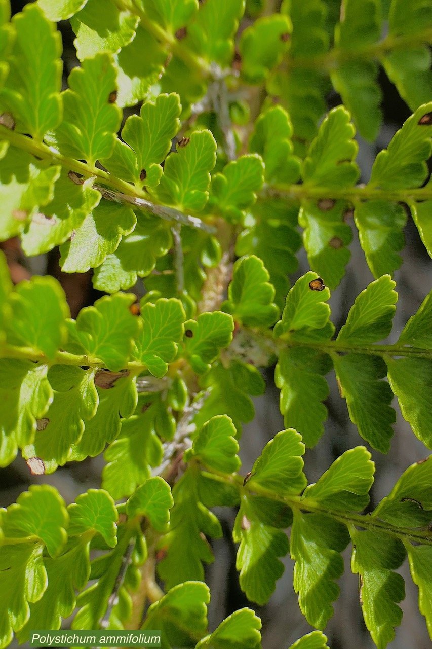 Polystichum ammifolium.dryopteridaceae.endémique Madagascar Mascareignes P1129599.jpeg