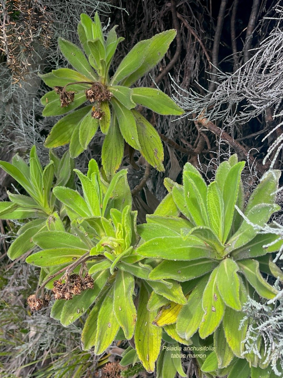 Psiadia anchusifolia (Poir.) Cordem.bouillon blanc.tabac marron.asteraceae.endémique Réunion.  MG_5620.jpeg
