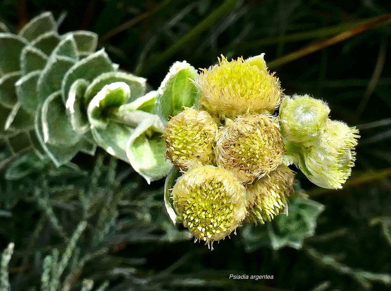 Psiadia argentea .psiadie argentée..asteraceae. Endémique Réunion   P1119385.jpeg