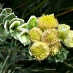 Psiadia argentea .psiadie argentée..asteraceae. Endémique Réunion   P1119385.jpeg