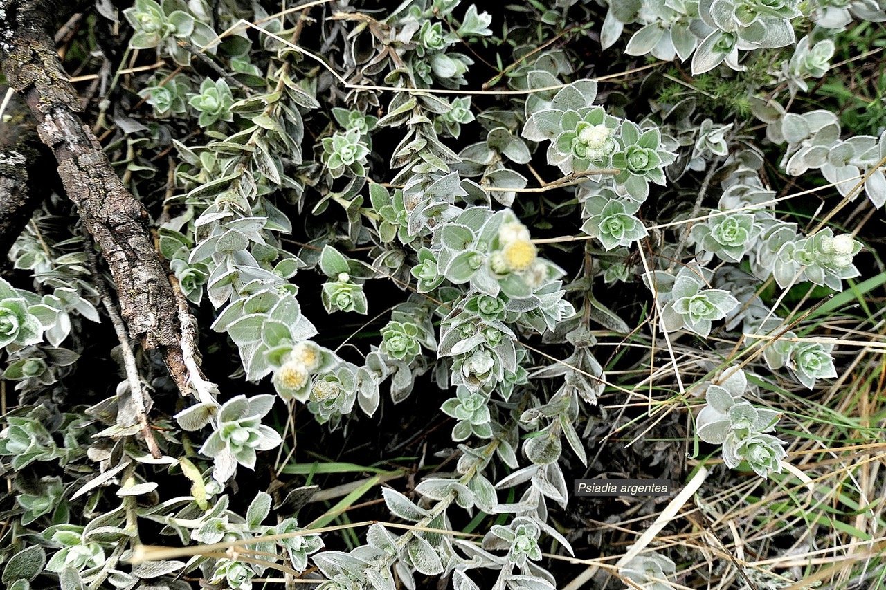 Psiadia argentea .psiadie argentée..asteraceae. Endémique Réunion   P1129436.jpeg