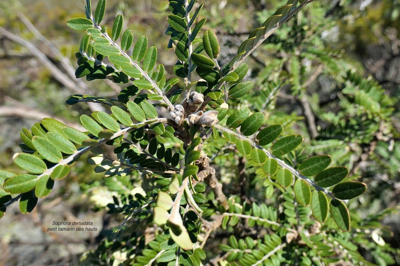 Sophora denudata .petit tamarin des hauts.fabaceae.endémique Réunion. P1119273.jpeg