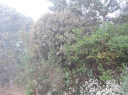 10 dombeya ficulnea 