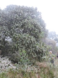 5 dombeya pilosa 