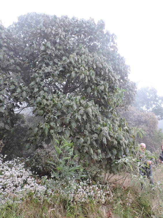 5 dombeya pilosa 