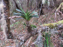 Angraecum sp. Orchidée