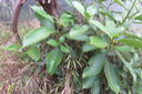 Claoxylon glandulosum - Grand Bois d'oiseau - Euphorbiacée - B