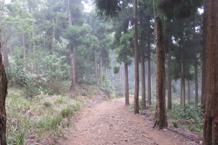 Départ de la piste sous les Cryptomeria