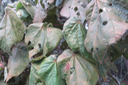 Dombeya sp.