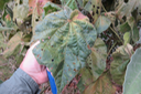 Dombeya sp.