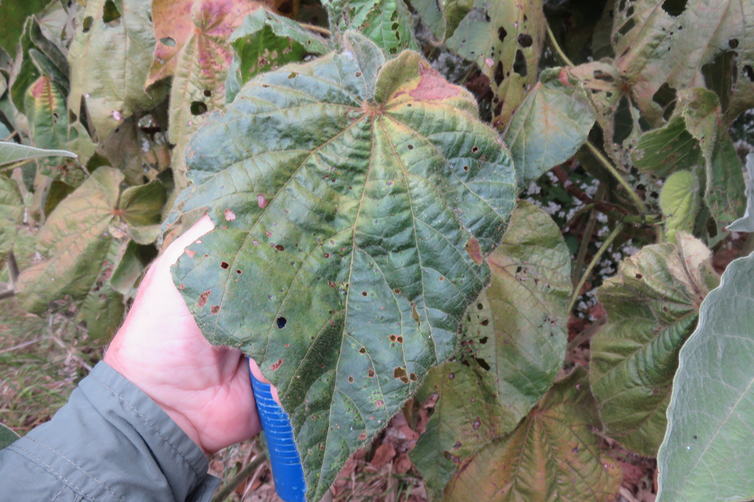 Dombeya sp.