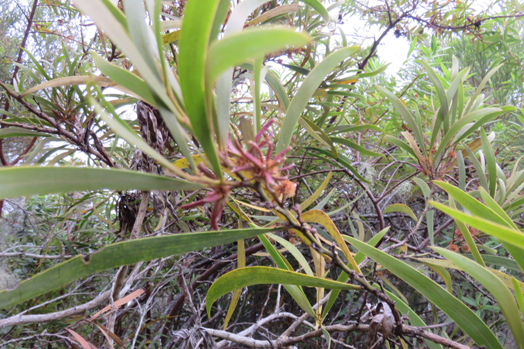 Fruits d'Acacia heterophylla -Tamarin des hauts - FABACEE Endémique