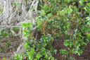 Fruits de Weinmannia mauritiana - Petit bois de tan - CUNONIACEE Endémique M