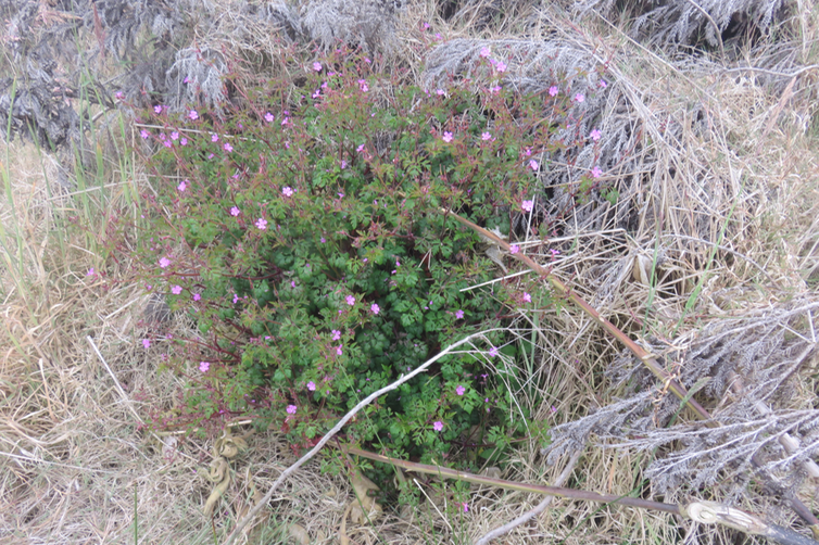 Geranium robertianum L. - Herbe à Robert - Geraniaceae - Endémique Réunion et île Maurice