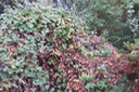 Lophospermum erubescens - Liane trompette -  Plantaginaceae